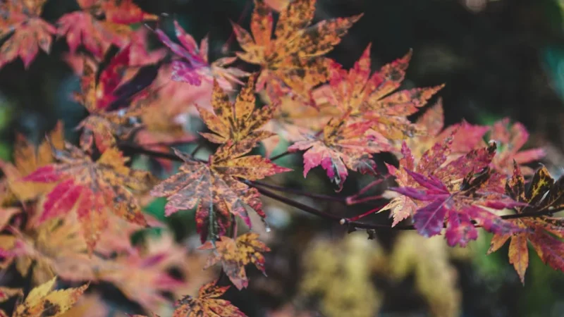 Tree in Japan